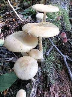 ◆キノコも出始めていますが　　　＠＠＠