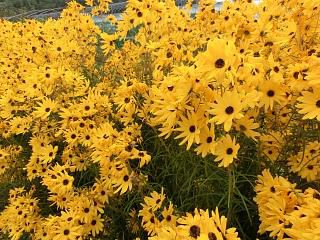 ◆『ゴールデンピラミッド』花の道　　＠＠＠