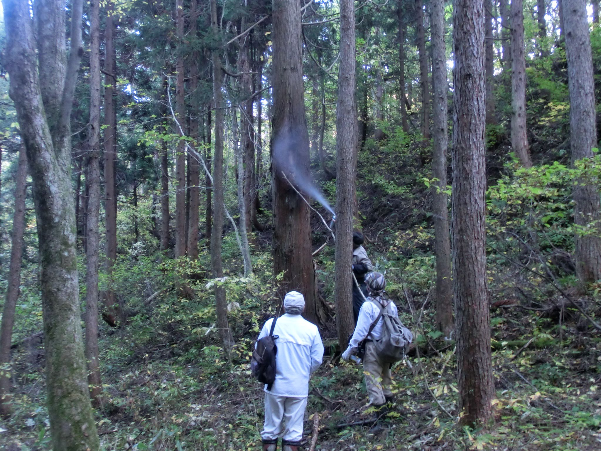 ◆二井宿『屋代舘』蜂の巣駆除　　　＠＠＠
