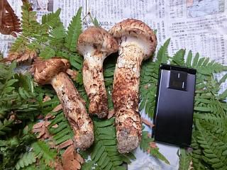 ◆まつたけ　最初で最後か　　＠＠＠