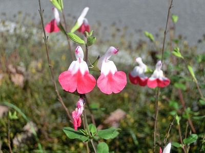 ◆この花は　　金魚草　??? @@@