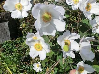 ◆秋明菊　咲いています。　　　＠＠＠