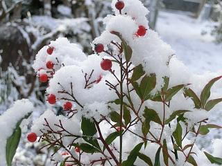 ◆新雪と南天のコントラスト　　　　　　@@@@