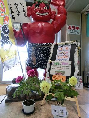 ◆冬咲きぼたん祭りプレ展示中　　＠＠＠ 