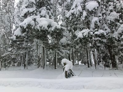 ◆杉林の雪景色　　＠＠＠