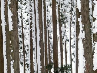 ◆里山の杉林　　　＠＠＠