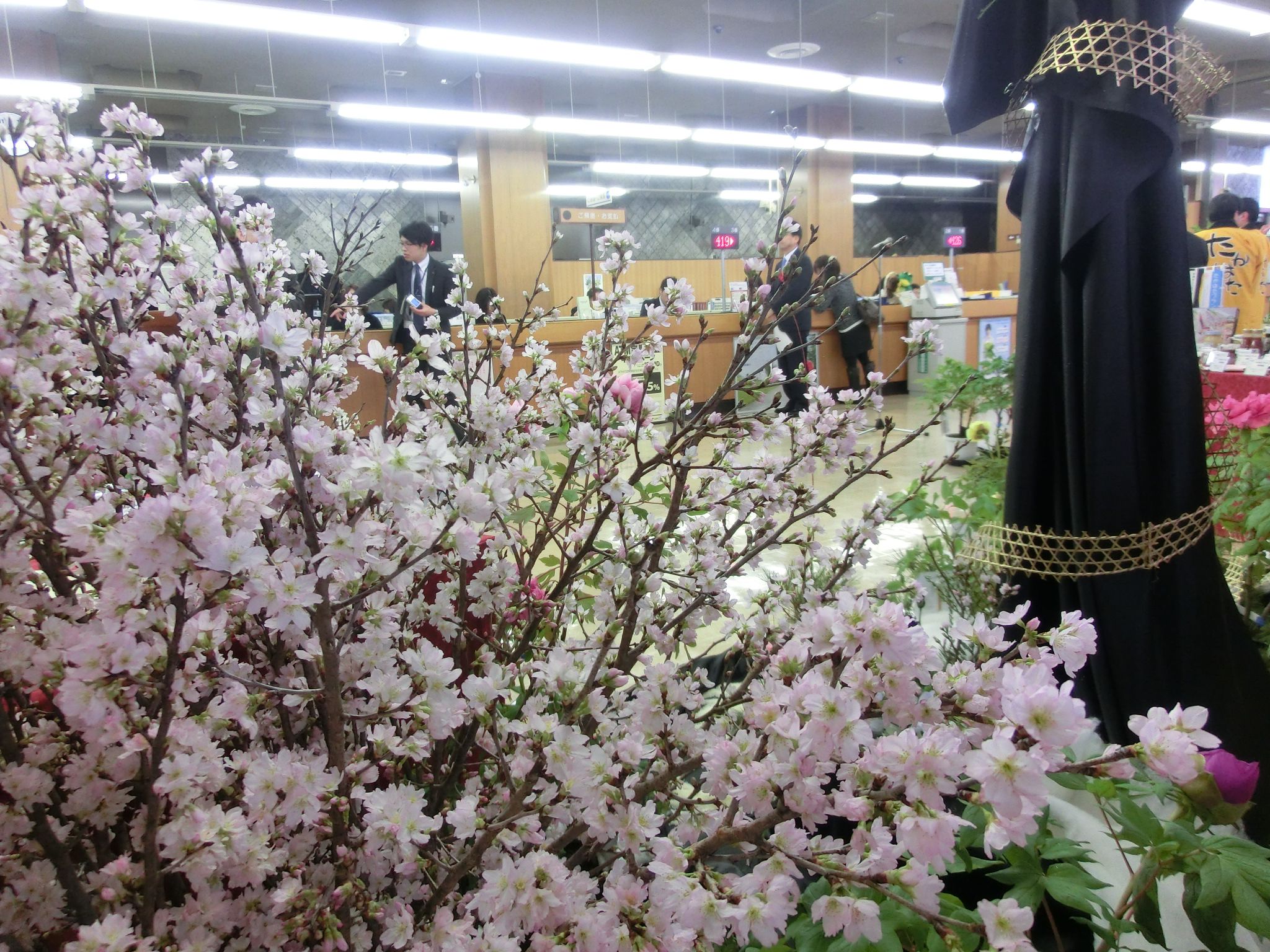 ◆冬の桜『啓翁桜』咲き始めています。　　　＠＠＠