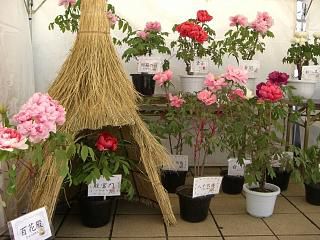 ◆冬咲きぼたん祭り　　＠＠＠