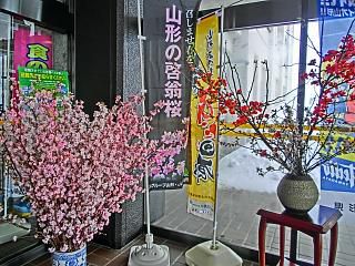 ◆置賜総合支庁舎入口の啓翁桜　　　＠＠＠