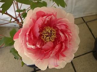 ◆冬咲きぼたん祭り　　間もなくです。　　＠＠＠