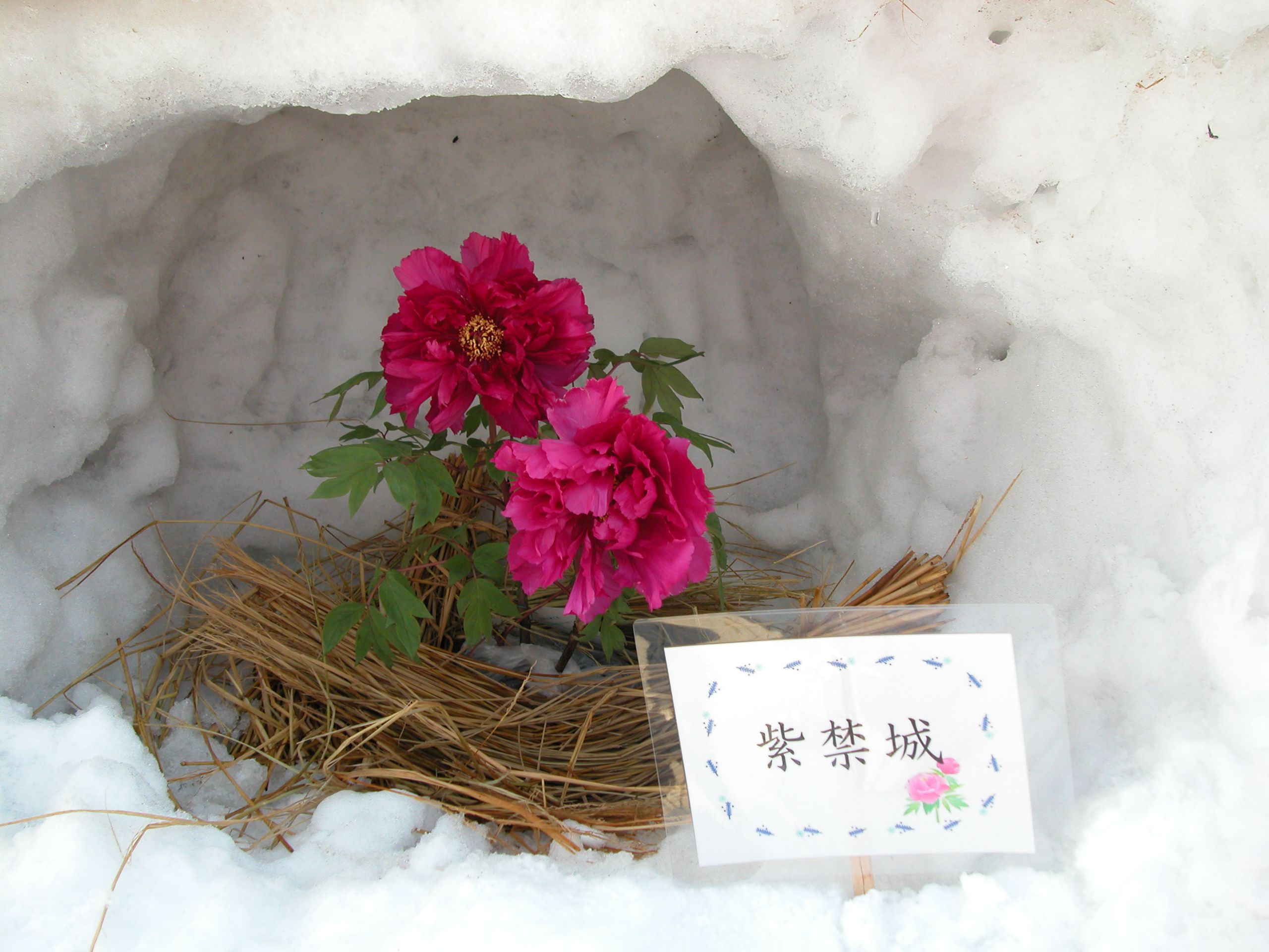 ◆雪の中のボタン　　　＠＠＠