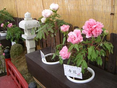 ◆冬咲きぼたんまつりハウス展示もあります。　　＠＠＠