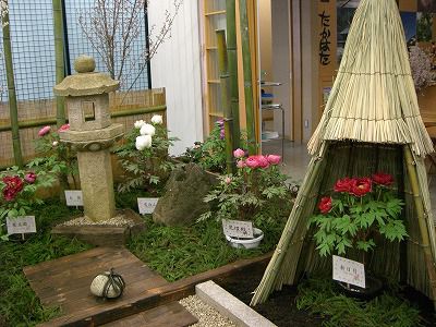 ◆道の駅高畠の室内ぼたん園　　　＠＠＠