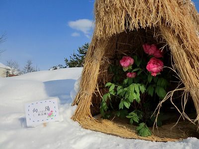 ◆白い雪と青い空と牡丹の画像　　　＠＠＠