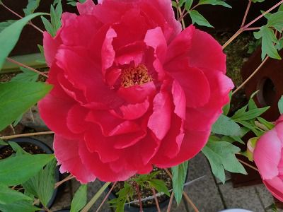 ◆ショッキングなほど美しい花も　　　＠＠＠＠＠