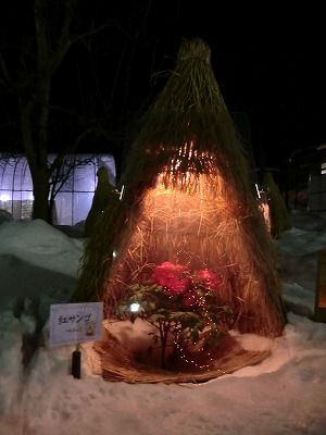 ◆夜の冬咲きぼたん祭り　　　＠＠＠