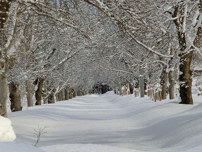 ◆現在のまほろばの緑道　　　＠＠＠