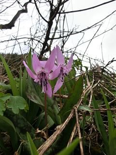 ◆カタクリの花も満開です。　　＠＠＠