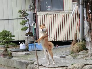 ◆ワン公登場です。　　　＠＠＠