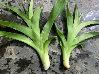 ◆この山菜　　ご存知ですか　　　＠＠＠