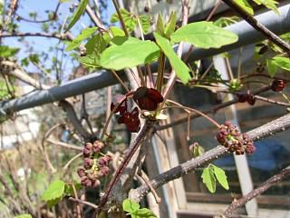 ◆アケビの花も咲き始めました。　　　　＠＠＠