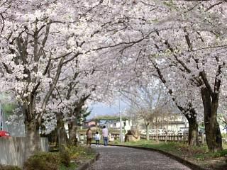◆まほろばの緑道　　満開です。