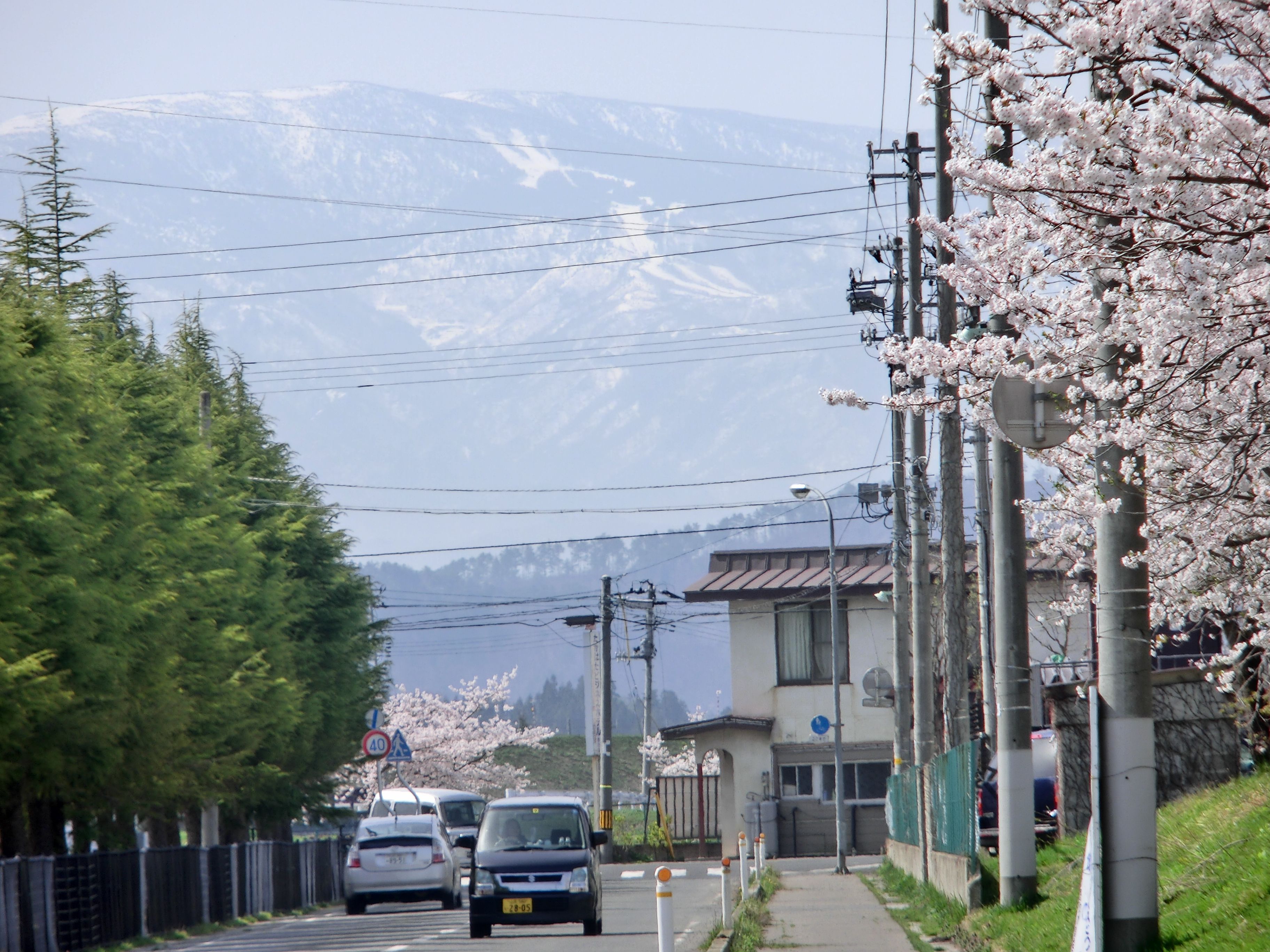 ◆桜と白馬の騎士　　　＠＠＠