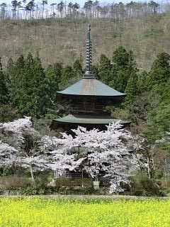 ◆高畠の名所　　見頃です。　　　＠＠＠