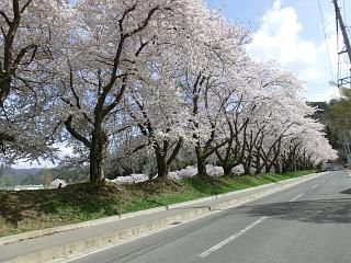 ◆高畠第一中学校の桜　　＠＠＠＠