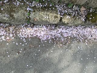 ◆早くも花弁が　　　　＠＠＠＠
