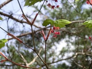 ◆モミジの花です。　　　＠＠＠