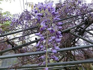 ◆我が家のフジの花　　咲き始めました。　　　＠＠＠