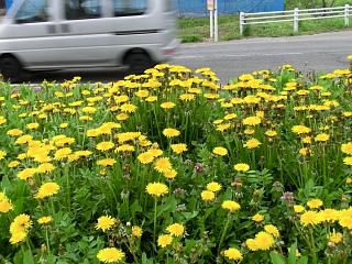 ◆たんぽぽの群生　　　＠＠＠
