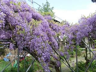 ◆藤の花の滝です。　　　＠＠＠
