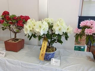 ◆しゃくなげ展　　＠＠＠