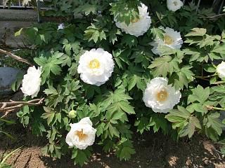 ◆我が家の白ぼたん　満開です。　　　＠＠＠
