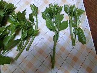 ◆うこぎの茎が成長し始めました。　　＠＠＠