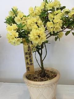 ◆シャクナゲ展　　＠＠＠