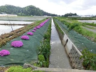 ◆まほろばの里田園風景　　　＠＠＠