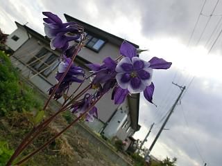 ◆この花は　　　他人様の庭先　　　＠＠＠