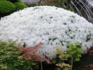 ◆雪が降った　　????    ＠＠＠