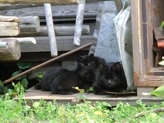 ◆困りました。黒猫のタンゴ　＠＠＠