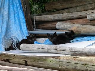 ◆本日の子猫たち　　　＠＠＠