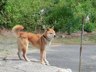 ◆鈴沼のワン公元気です。　　　＠＠＠