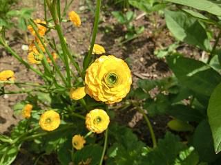 ◆この花は　　　＠＠＠