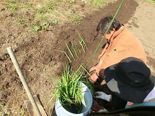 ◆家庭菜園1年生　　　＠＠＠