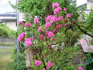 ◆我が家のシャクナゲ　　　＠＠＠