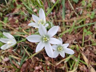◆庭先の花　　　　　＠＠＠