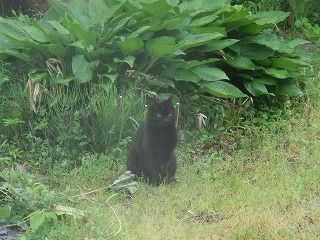 ◆親猫が子猫の番を　　　　＠＠＠＠