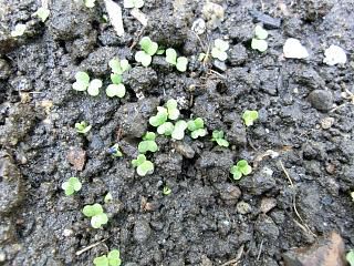 ◆「サラダかぶ」芽を出しました。　　　＠＠＠